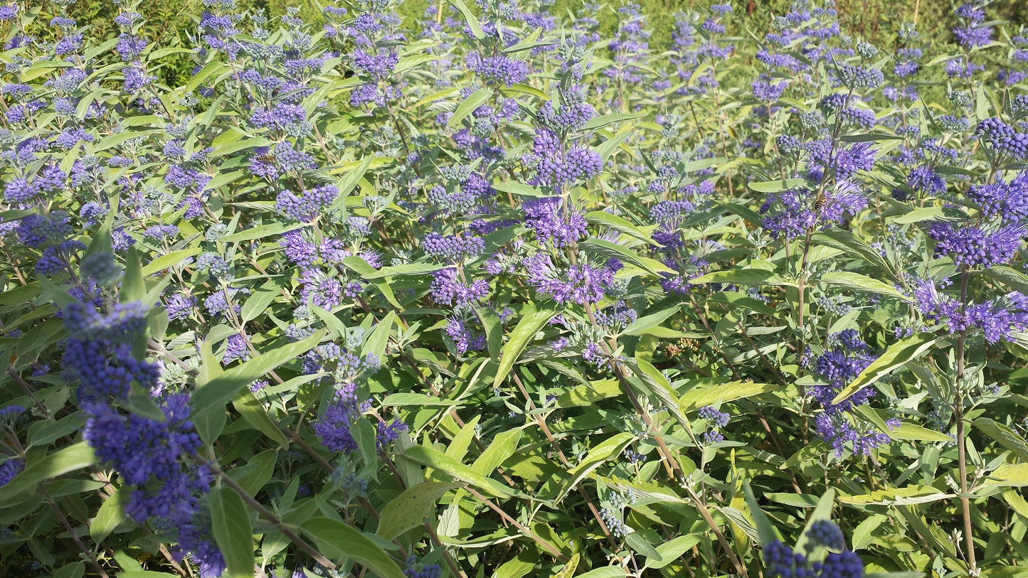 Caryopteris clandonensis 'Kew Blue' - Bartblume 'Kew Blue'