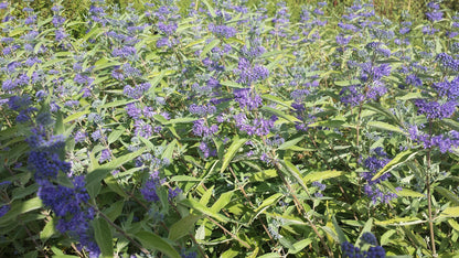 Caryopteris clandonensis 'Kew Blue' - Bartblume 'Kew Blue'