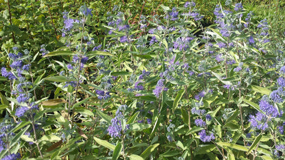 Caryopteris clandonensis 'Kew Blue' - Bartblume 'Kew Blue'