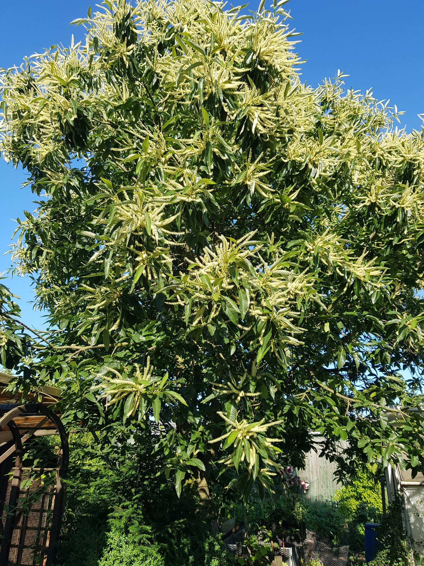 Castanea sativa - Esskastanie