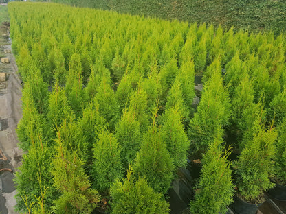 Thuja occidentalis 'Smaragd' - Lebensbaum 'Smaragd'