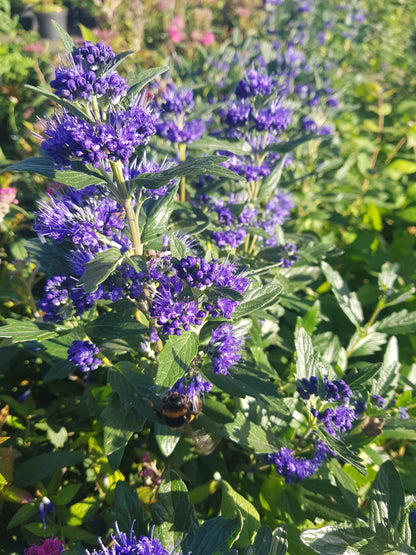 Caryopteris clandonensis 'Heavenly Blue' - Bartblume 'Heavenly Blue'