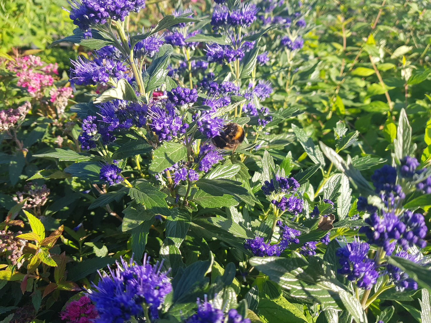 Caryopteris clandonensis 'Heavenly Blue' - Bartblume 'Heavenly Blue'