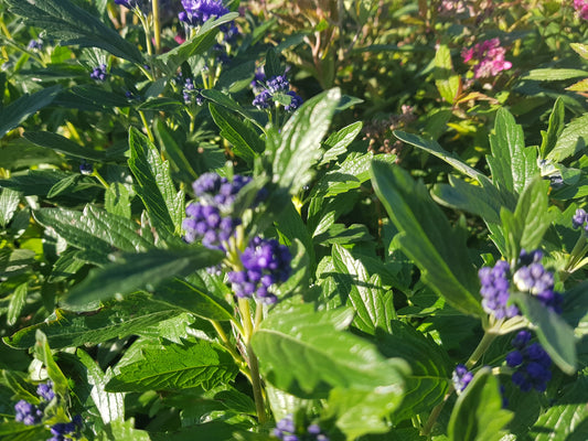 Caryopteris clandonensis 'Blauer Spatz' ® - Bartblume
