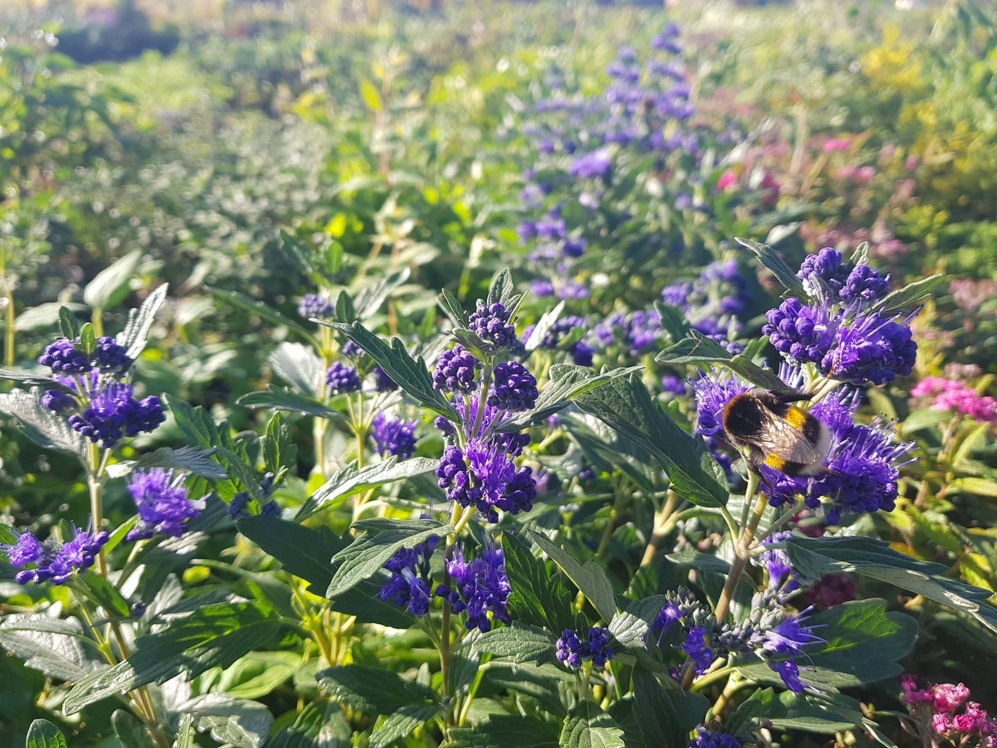 Caryopteris clandonensis 'Heavenly Blue' - Bartblume 'Heavenly Blue'