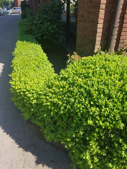 Buxus sempervirens var.arborescens - Buchsbaum / Heckenbuchs