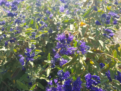 Caryopteris clandonensis 'Kew Blue' - Bartblume 'Kew Blue'