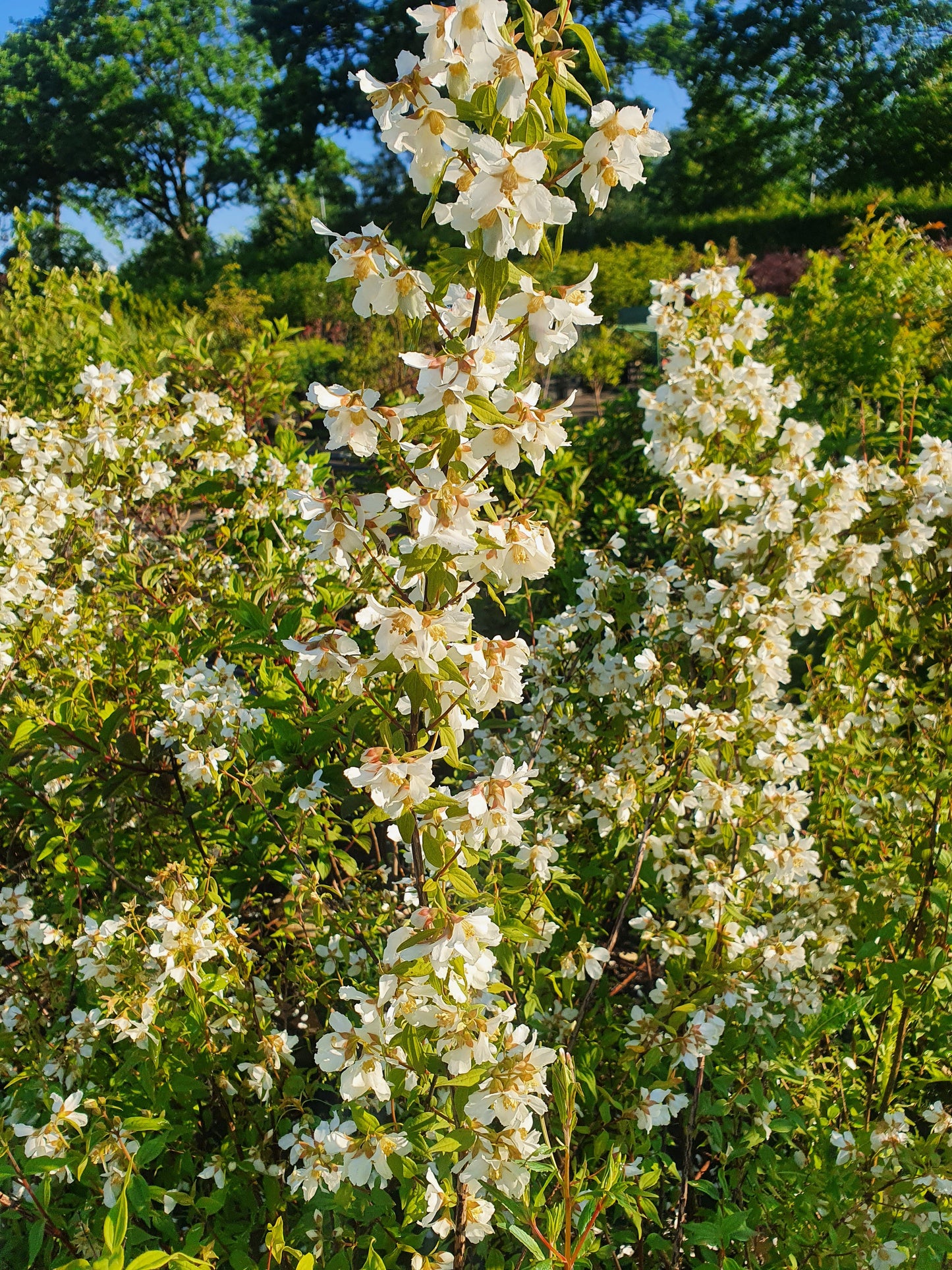 Philadelphus coronarius - Duftend. Bauernjasmin
