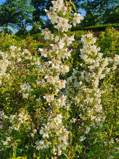 Philadelphus coronarius - Duftend. Bauernjasmin