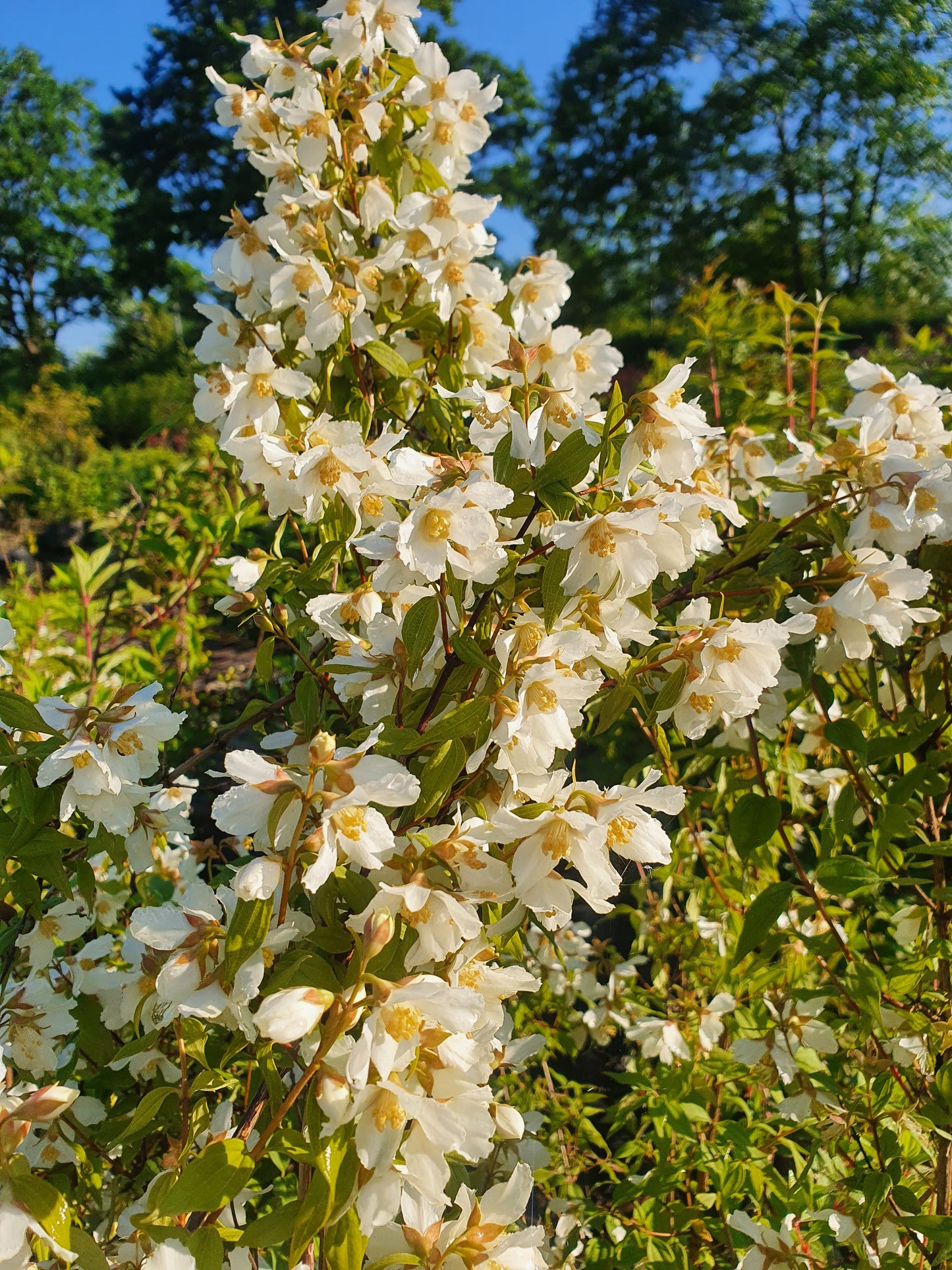 Philadelphus coronarius - Duftend. Bauernjasmin