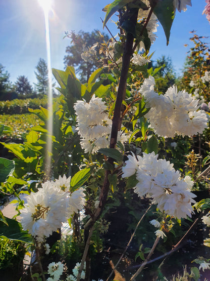 Deutzia scabra 'Plena' - Gefüllter Sternchenstrauch 'Plena'