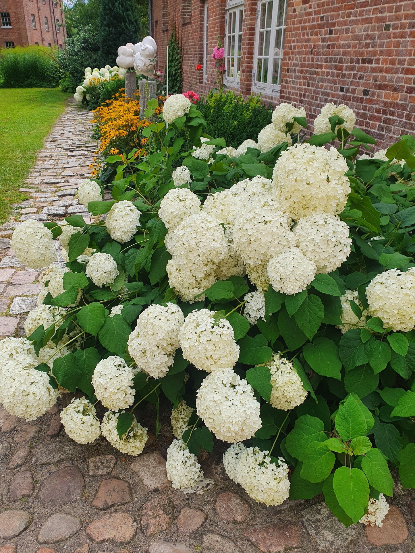 Hydrangea arborescens 'Annabelle' - Ballhortensie 'Annabelle'