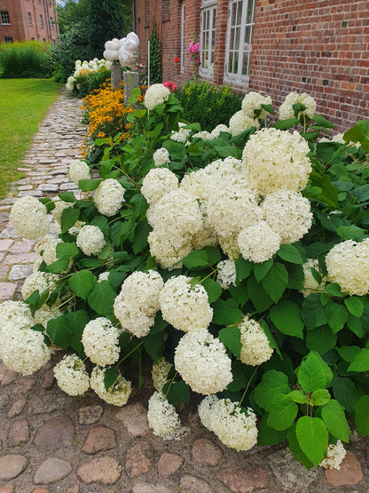 Hydrangea arborescens 'Annabelle' - Ballhortensie 'Annabelle'