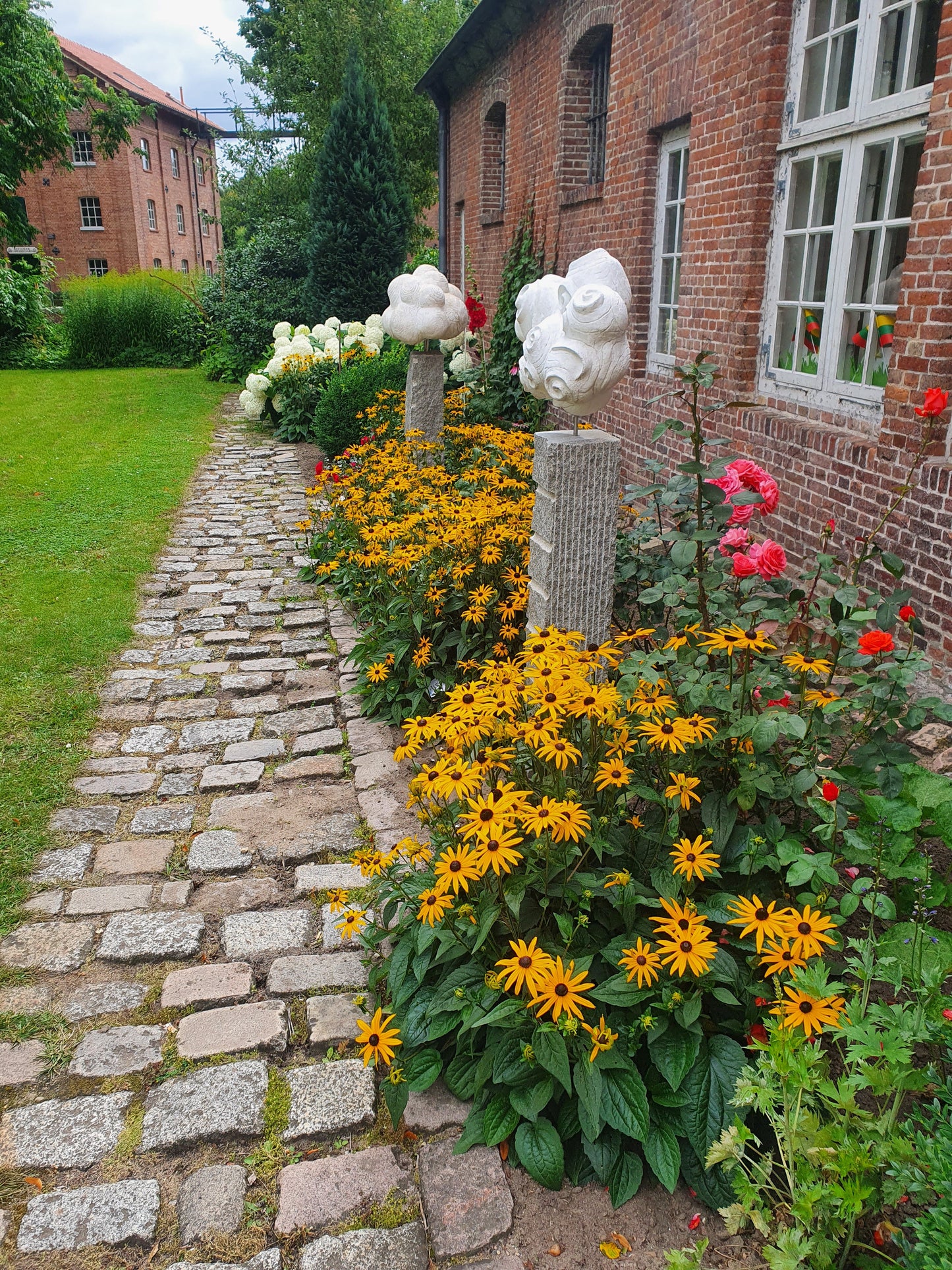 Rudbeckia fulgida sullivantii 'Goldsturm' - Leuchtender Garten-Sonnenhut