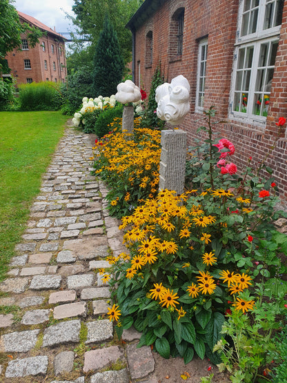 Rudbeckia fulgida sullivantii 'Goldsturm' - Leuchtender Garten-Sonnenhut