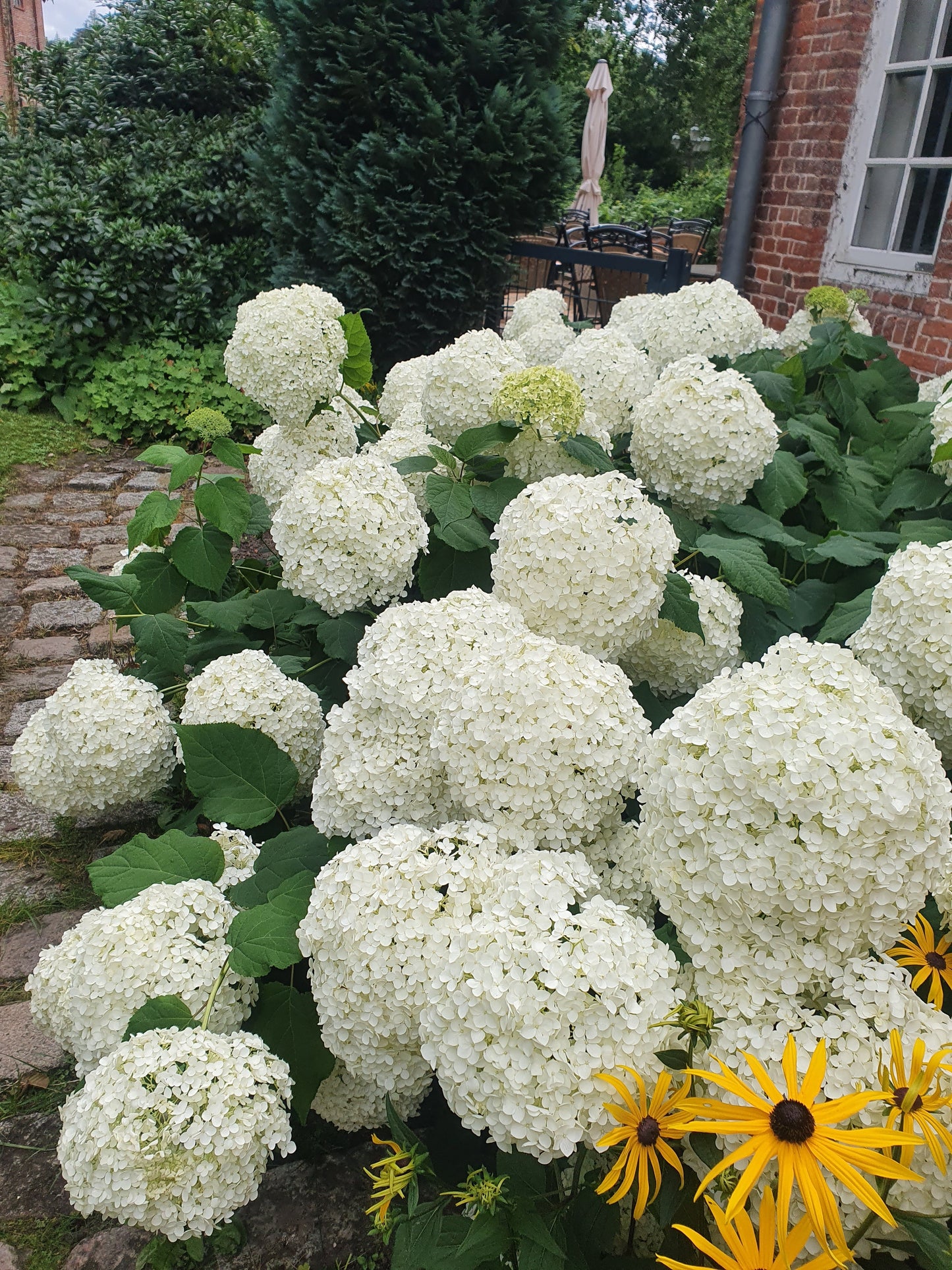 Hydrangea arborescens 'Annabelle' - Ballhortensie 'Annabelle'