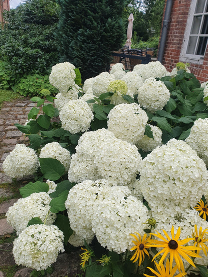 Hydrangea arborescens 'Annabelle' - Ballhortensie 'Annabelle'