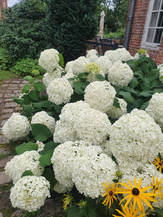Hydrangea arborescens 'Annabelle' - Ballhortensie 'Annabelle'