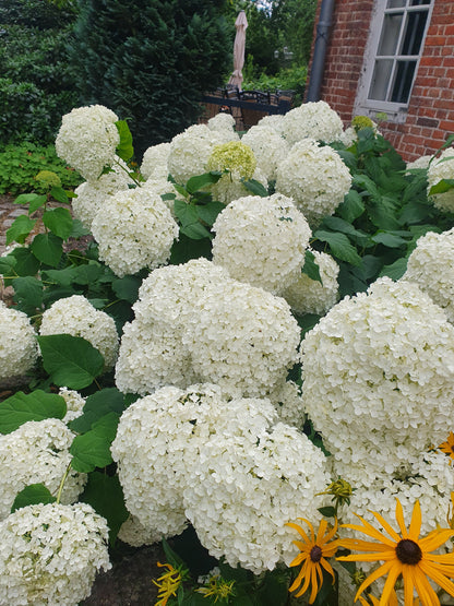 Hydrangea arborescens 'Annabelle' - Ballhortensie 'Annabelle'