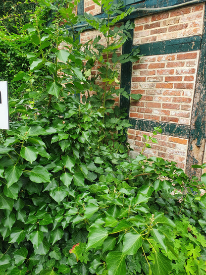 Hedera helix 'Arborescens' - Strauch-Efeu 'Arborescens'