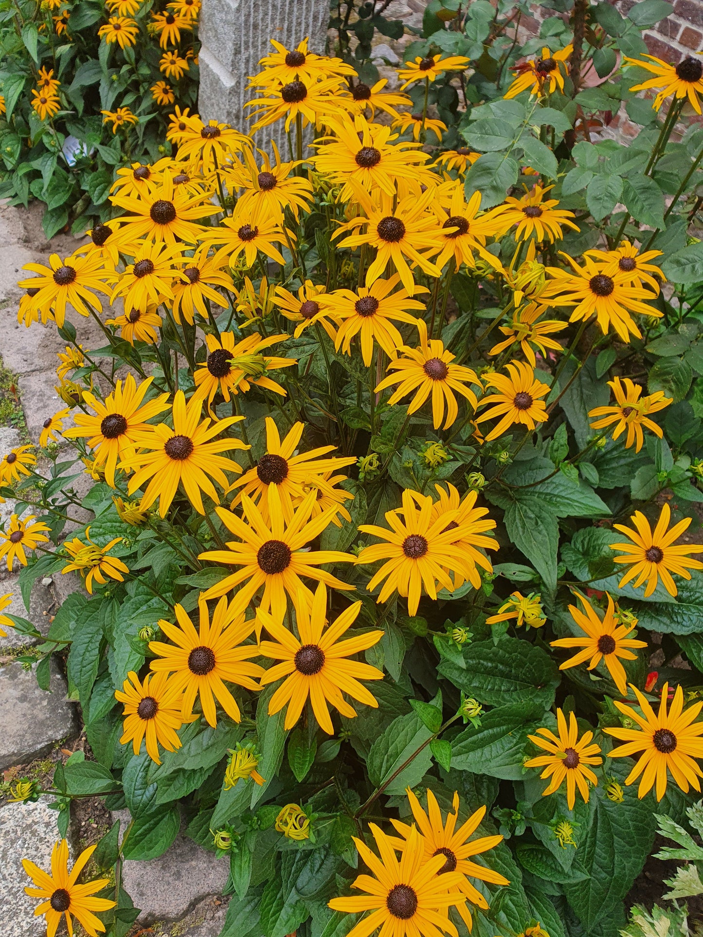 Rudbeckia fulgida sullivantii 'Goldsturm' - Leuchtender Garten-Sonnenhut