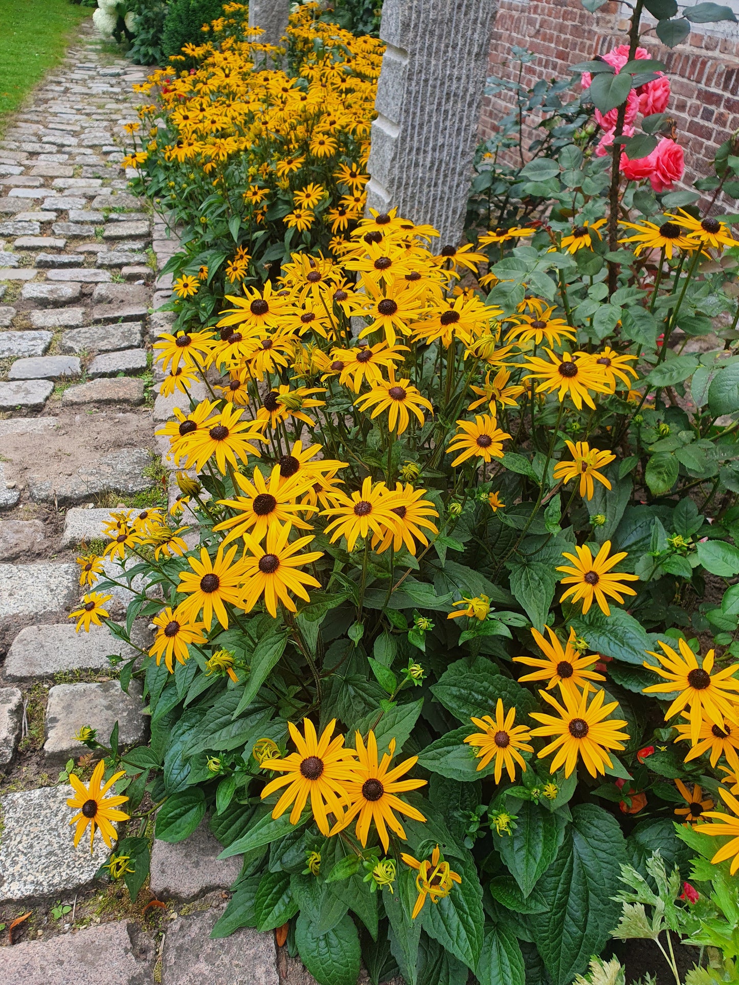 Rudbeckia fulgida sullivantii 'Goldsturm' - Leuchtender Garten-Sonnenhut