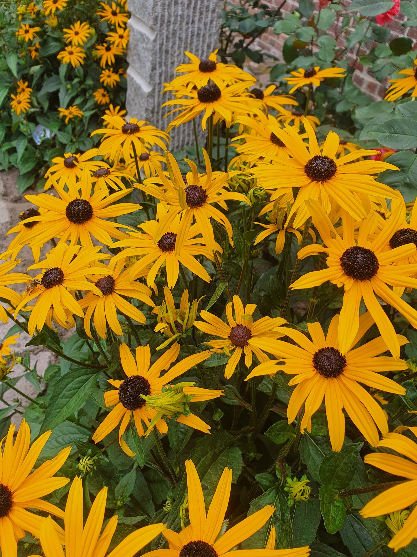 Rudbeckia fulgida sullivantii 'Goldsturm' - Leuchtender Garten-Sonnenhut