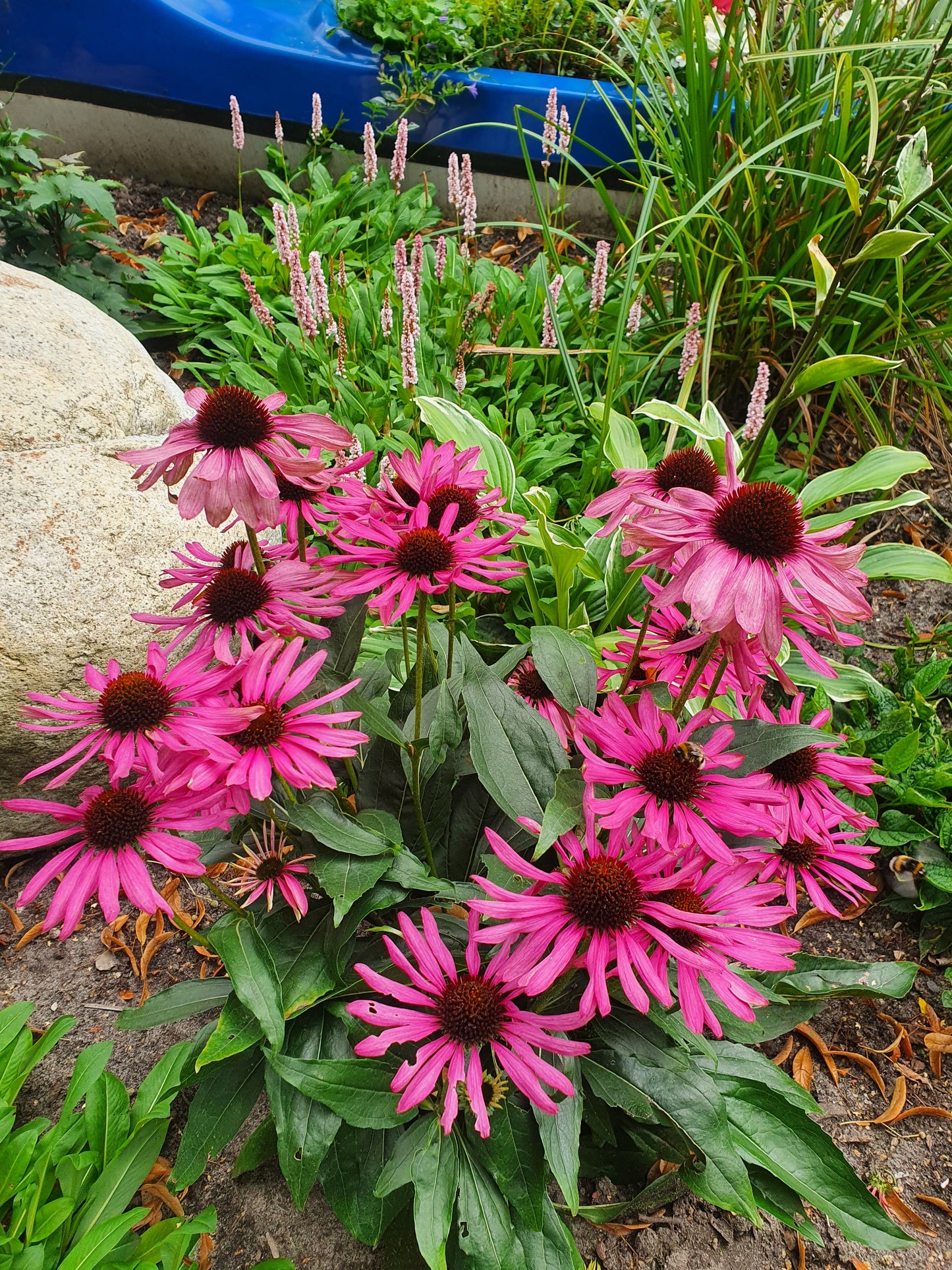 Echinacea purpurea - Purpursonnenhut