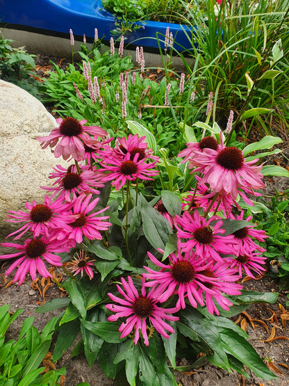 Echinacea purpurea - Purpursonnenhut