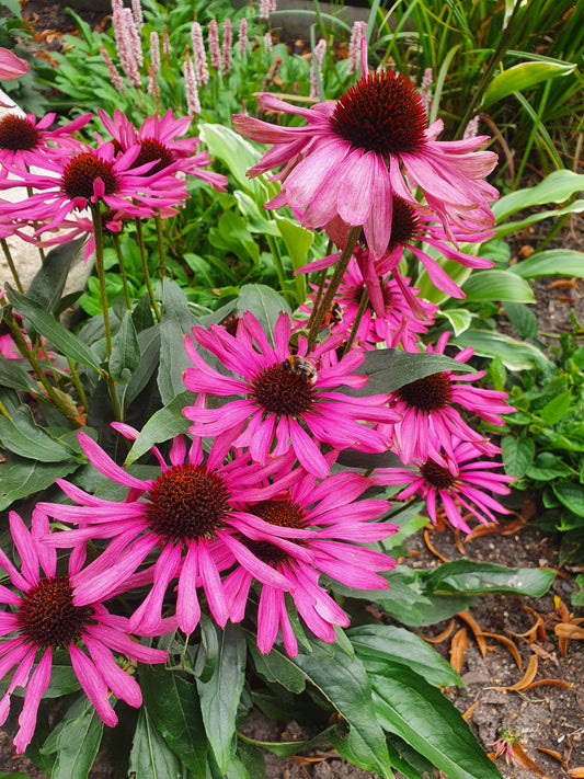 Echinacea purpurea - Purpursonnenhut