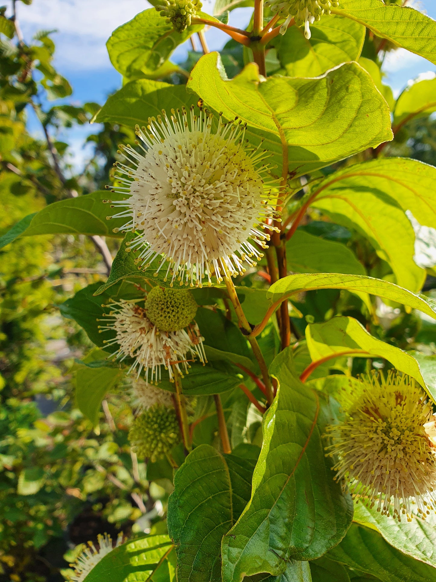 Cephalanthus occidentalis - Knopfbusch