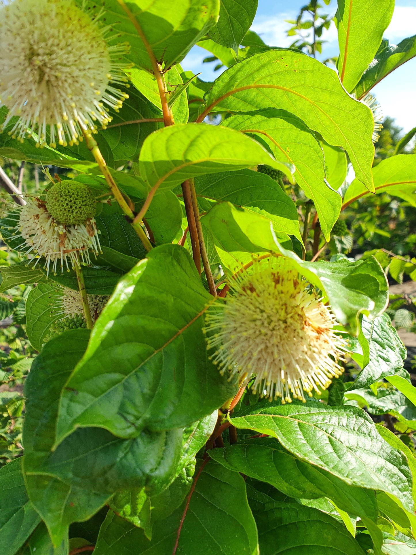 Cephalanthus occidentalis - Knopfbusch