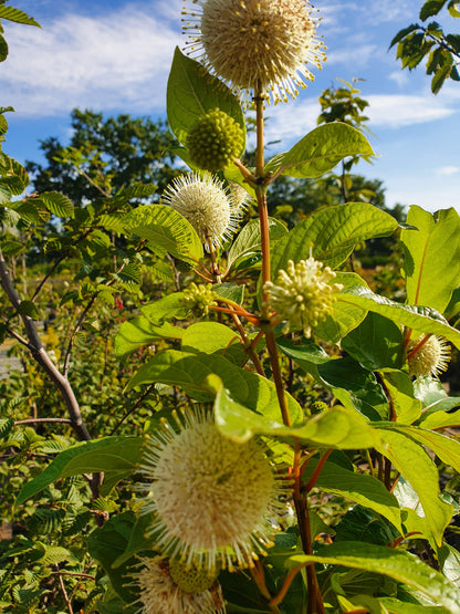 Cephalanthus occidentalis - Knopfbusch
