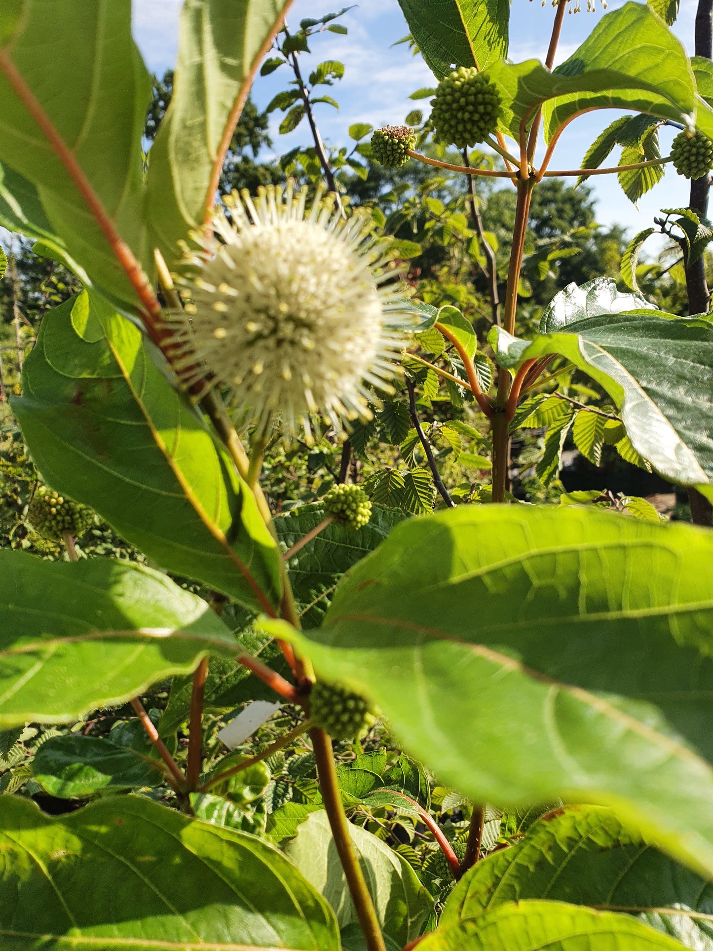 Cephalanthus occidentalis - Knopfbusch