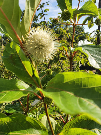Cephalanthus occidentalis - Knopfbusch