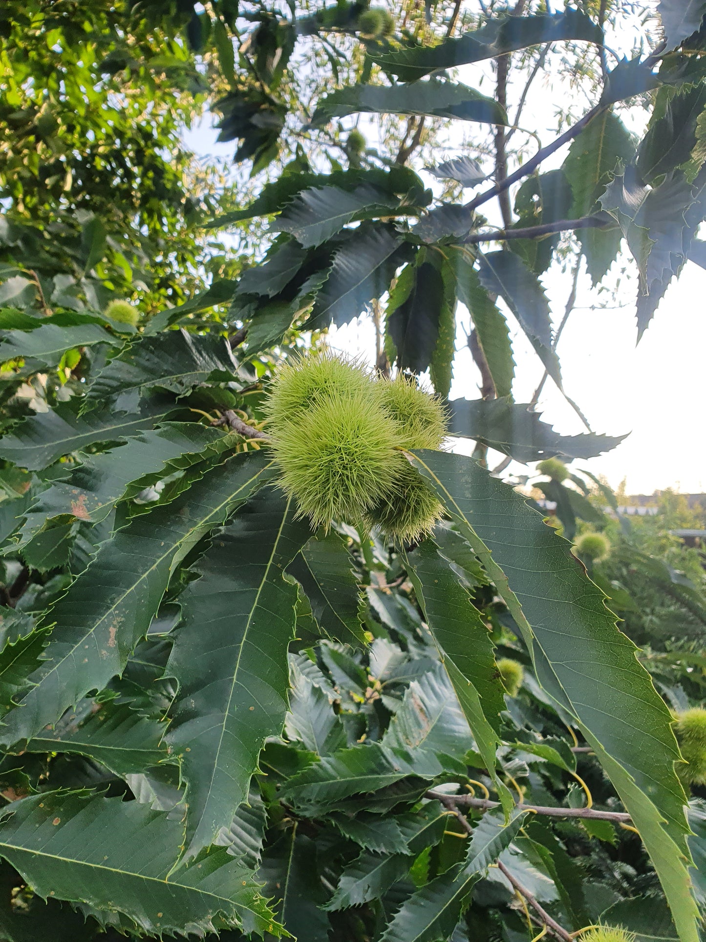Castanea sativa - Esskastanie