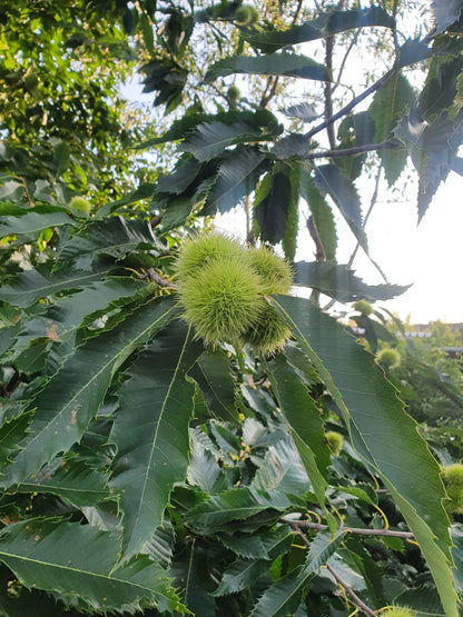 Castanea sativa - Esskastanie