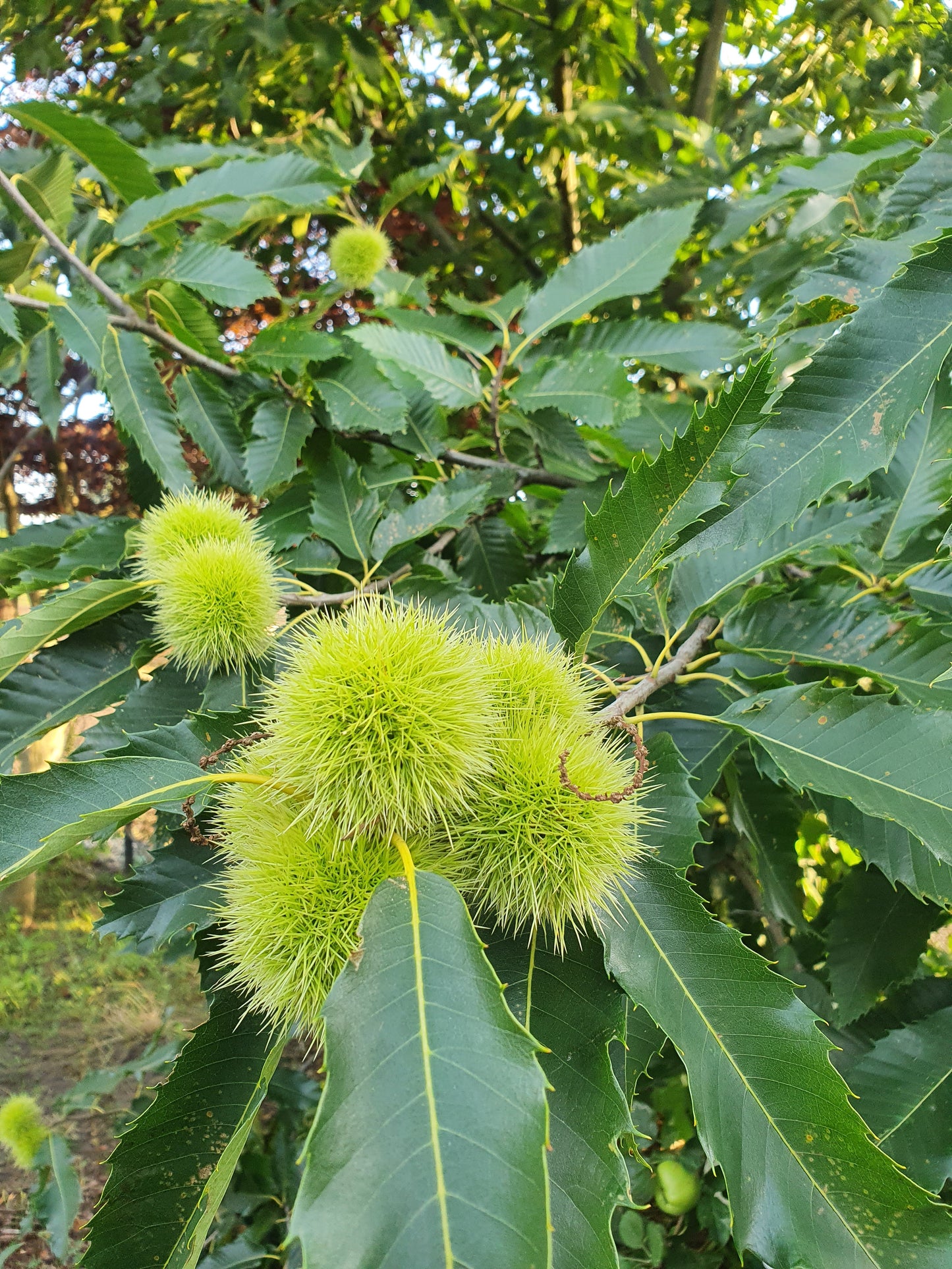 Castanea sativa - Esskastanie
