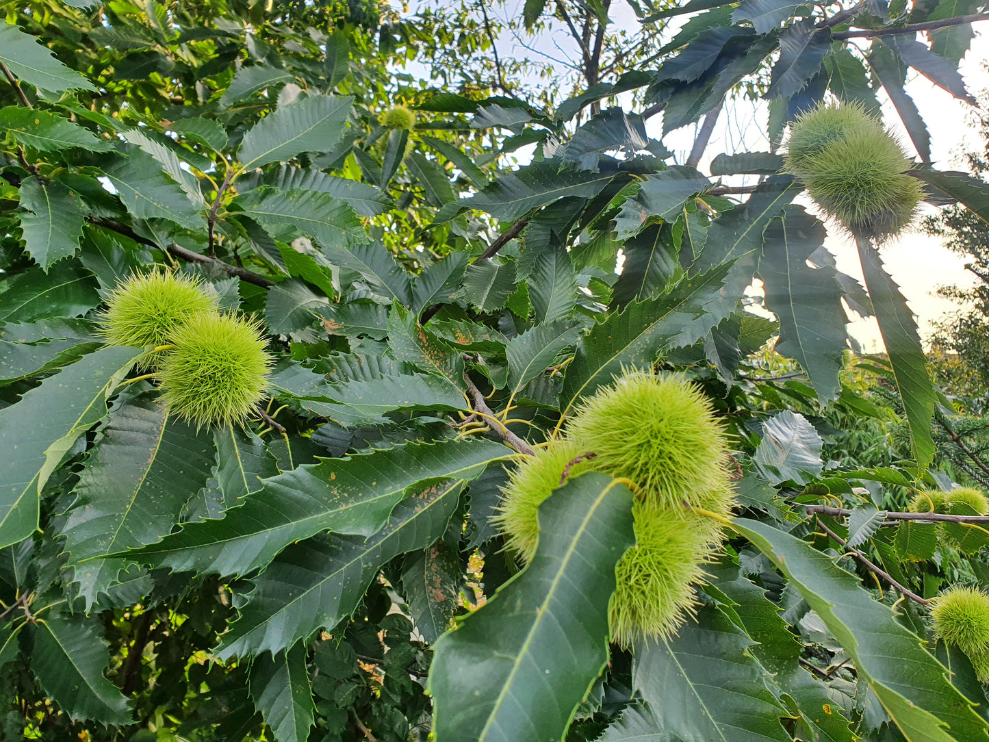 Castanea sativa - Esskastanie