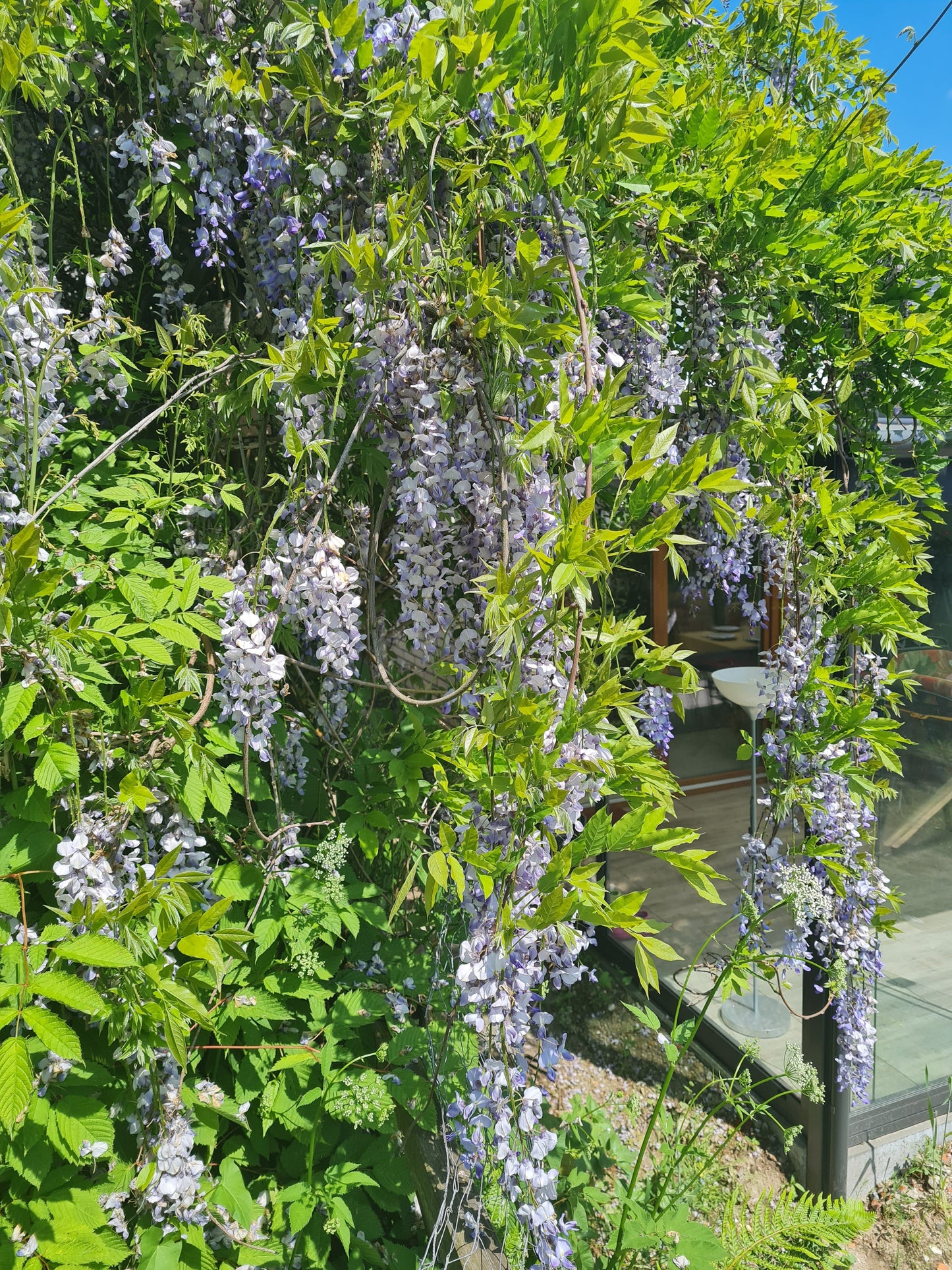 Wisteria sinensis - Chinesischer Blauregen