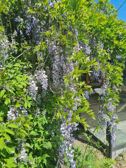 Wisteria sinensis - Chinesischer Blauregen