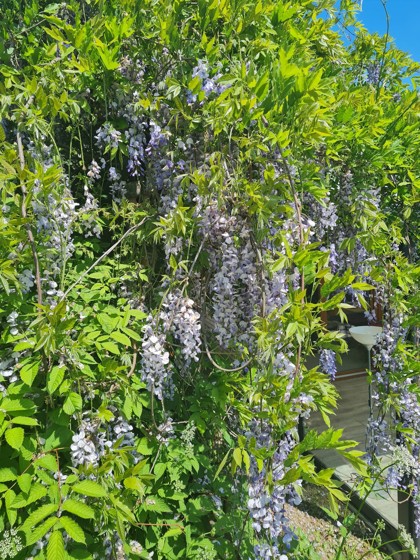Wisteria sinensis - Chinesischer Blauregen