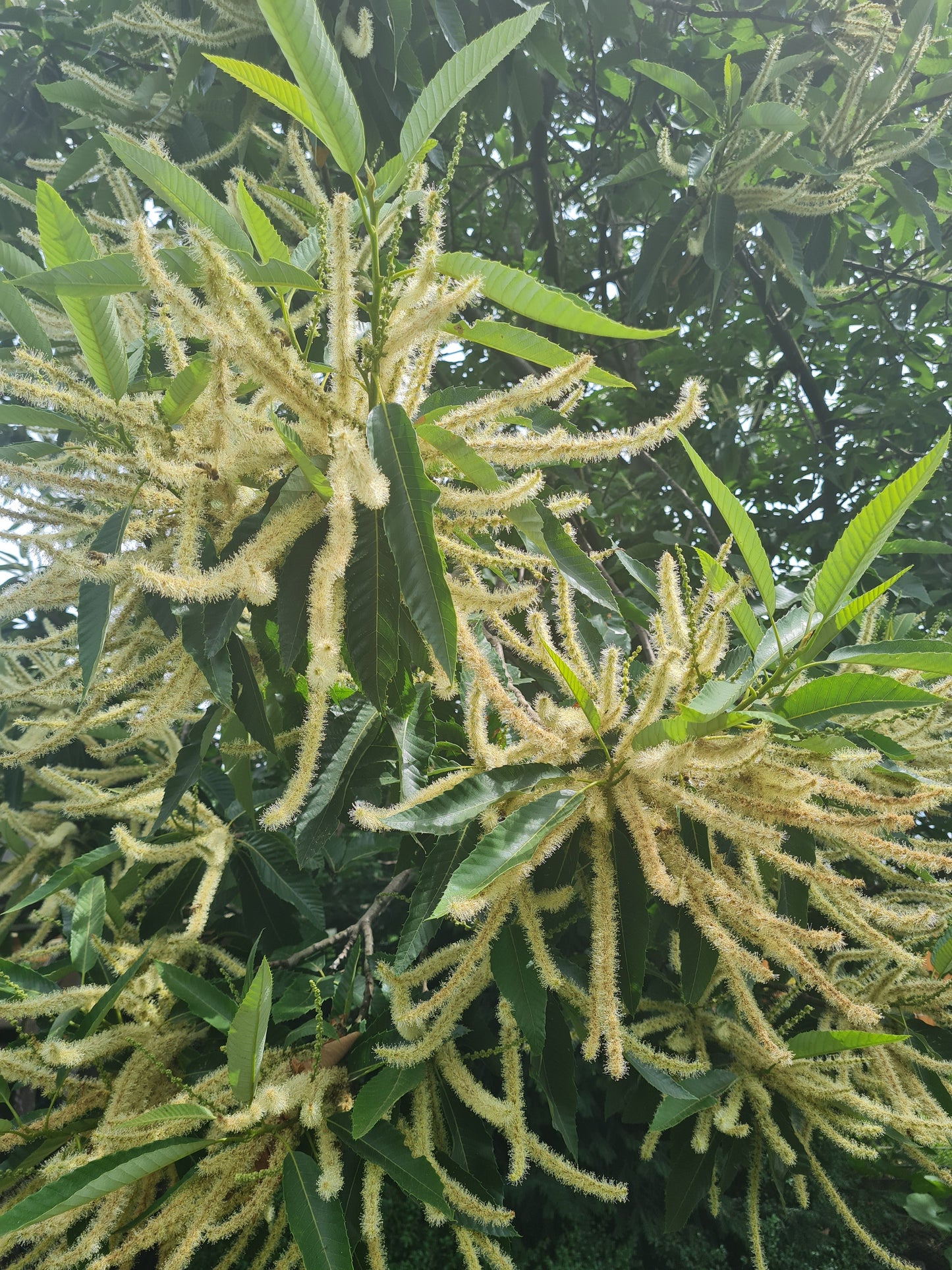 Castanea sativa - Esskastanie