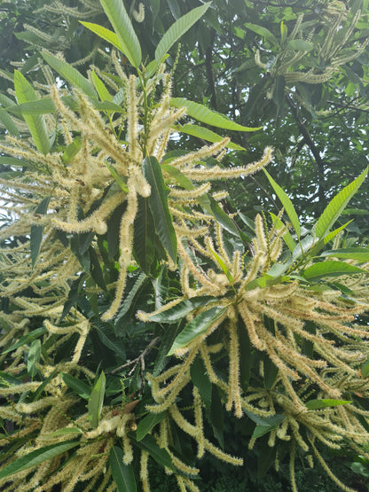 Castanea sativa - Esskastanie