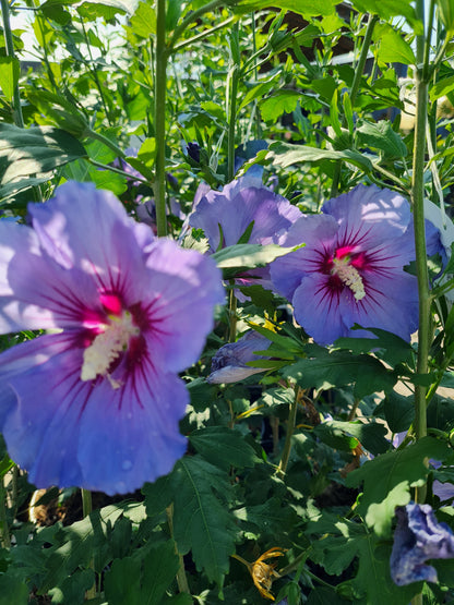 Hibiscus syriacus 'Blue Bird' - Garteneibisch 'Blue Bird'