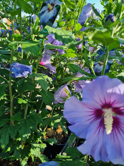 Hibiscus syriacus 'Blue Bird' - Garteneibisch 'Blue Bird'