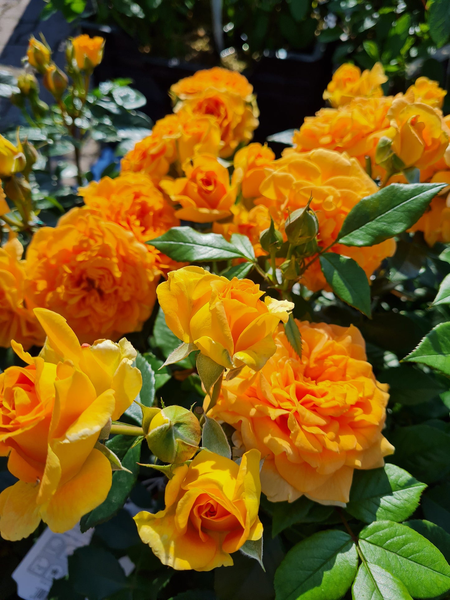 Rosa 'Goldelse' ® BT - Beetrose 'Goldelse' ®