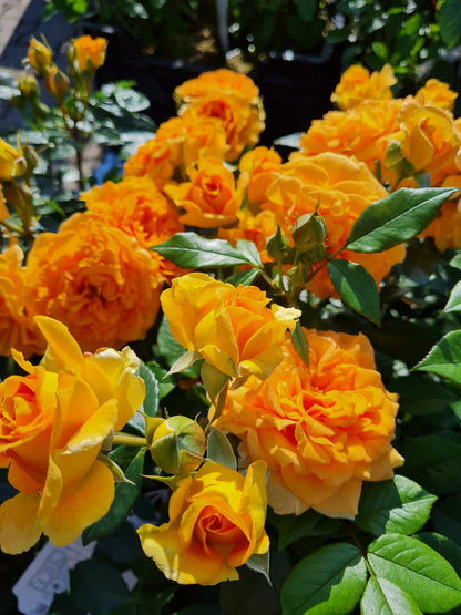 Rosa 'Goldelse' ® BT - Beetrose 'Goldelse' ®