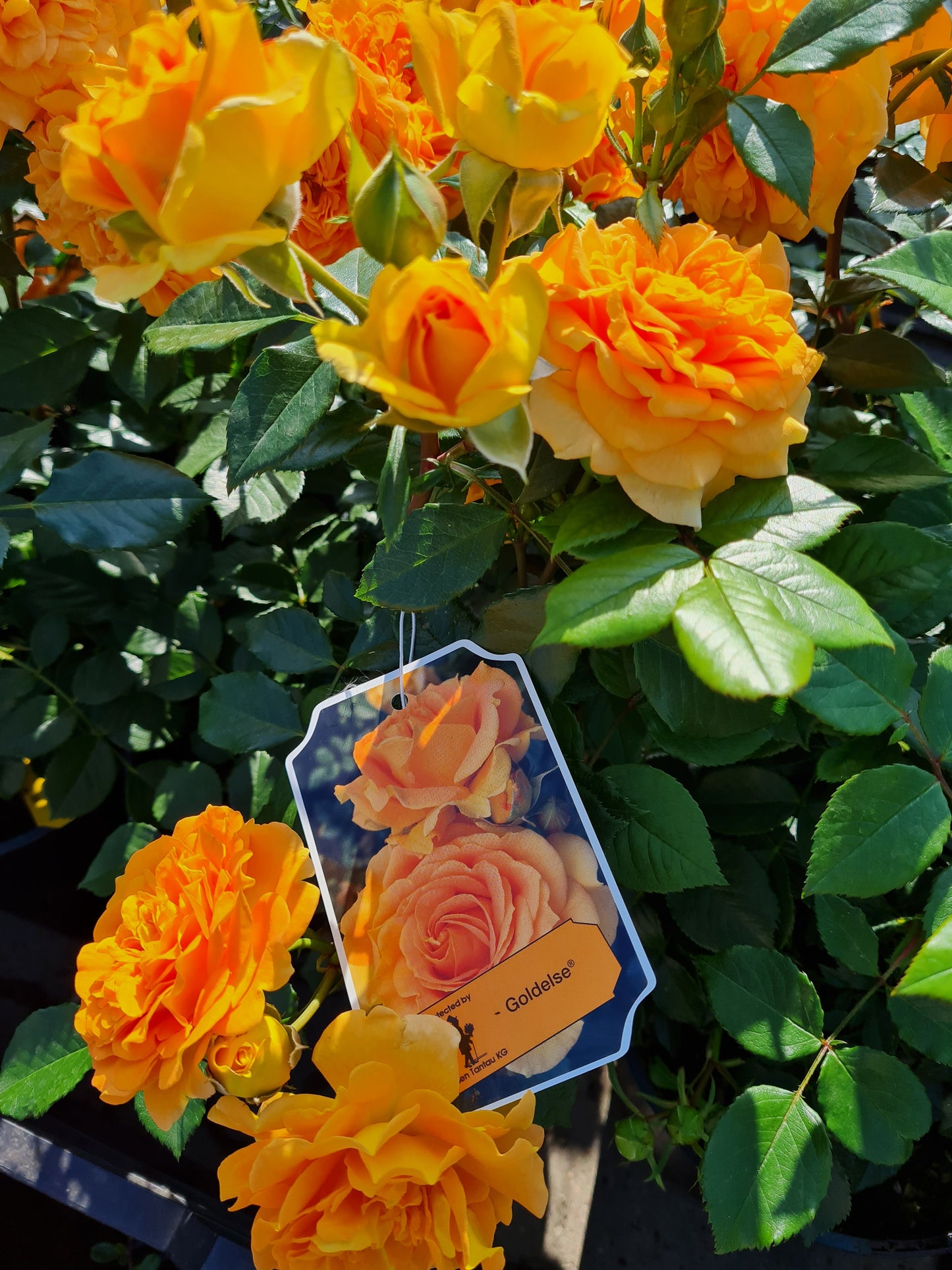 Rosa 'Goldelse' ® BT - Beetrose 'Goldelse' ®