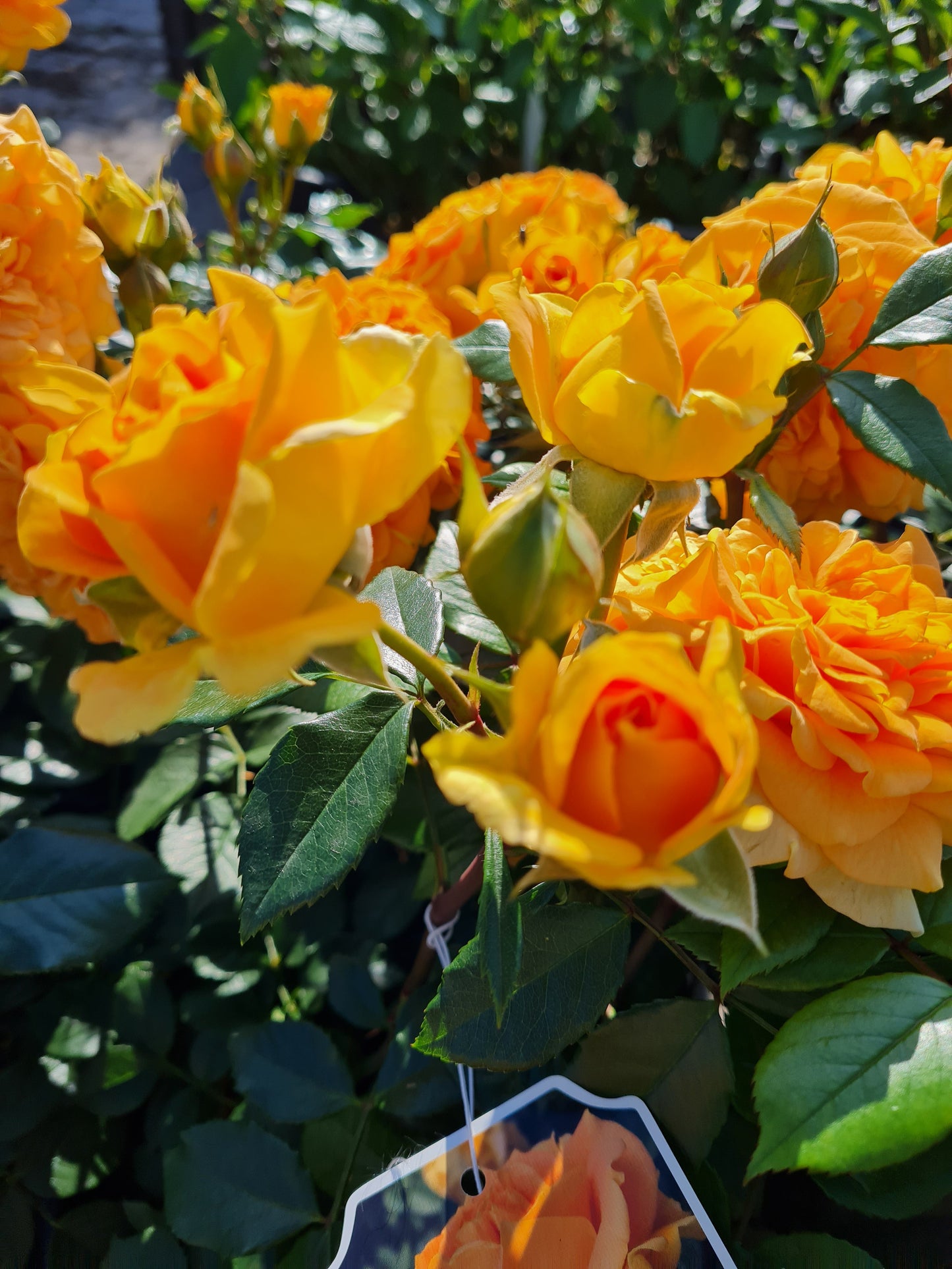 Rosa 'Goldelse' ® BT - Beetrose 'Goldelse' ®